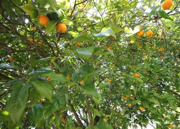 IMG-7324-64b19a0944153