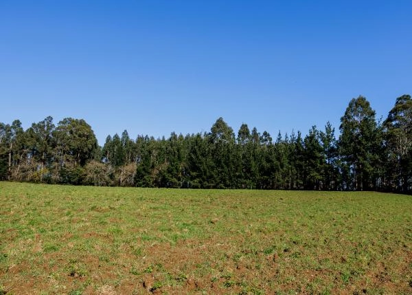 Galicia, La Coruña, Abegondo, granja, campos 4