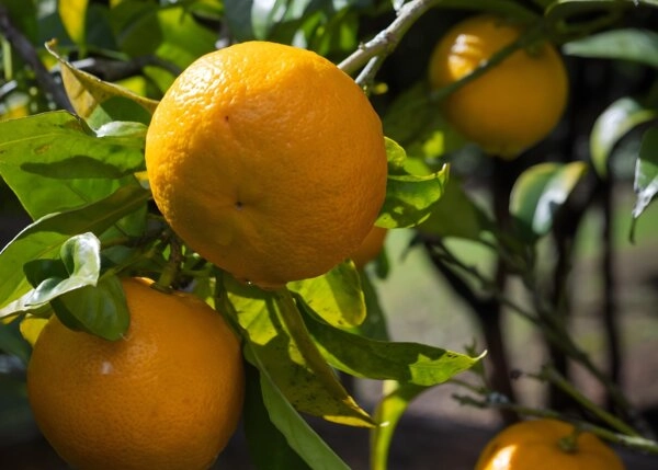 GCH-1337-huerto-arbol-frutal