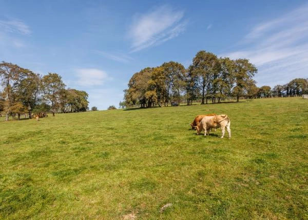 Galicia, Coruña, Toques, country house, cows 