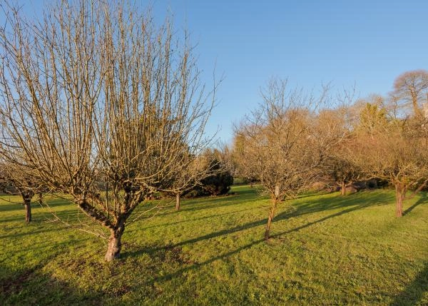 Galicia, Lugo, Castro de Rei, chalet, fruit trees