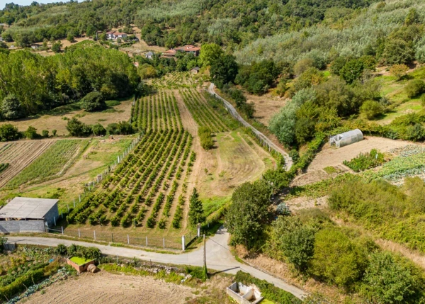 1587- Galicia, Lugo, Monforte, vineyard arial view 2 