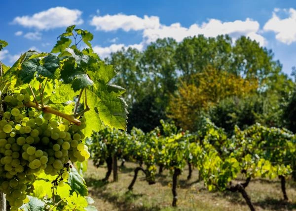 Galicia,Lugo, Monforte, viñedo 2