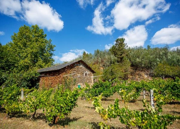 Galicia,Lugo, Monforte, viñedo viñas 3