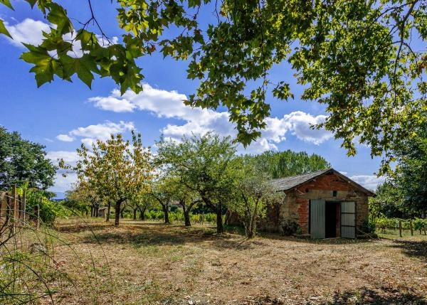  Galicia,Lugo, Monforte, viñedo alpendre 3