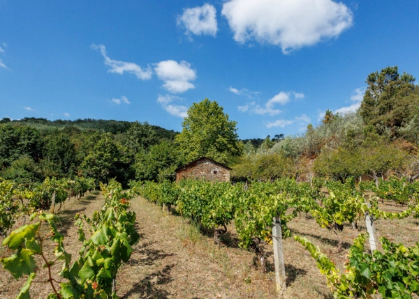 GCH-1587-Vinedo-Monforte-20-64ad832663dec