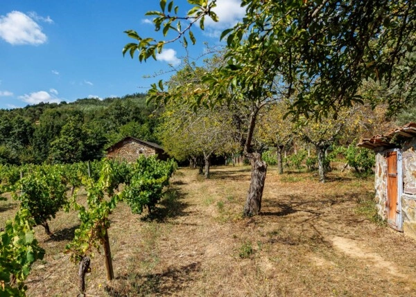 GCH-1587-Vinedo-Monforte-24-64ad833b471f2