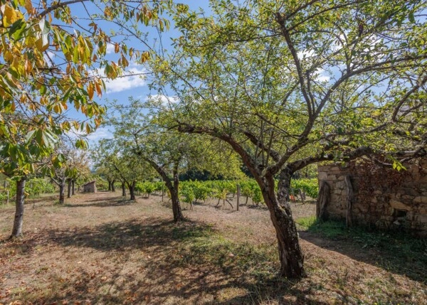GCH-1587-Vinedo-Monforte-29-64ad83560b2e0