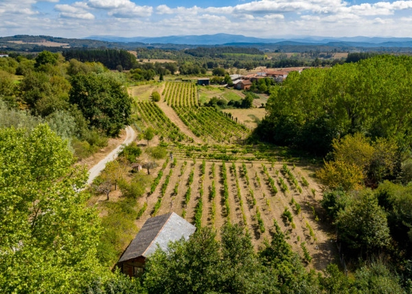 GCH-1587-Vinedo-Monforte-52-64ad83ca7a754