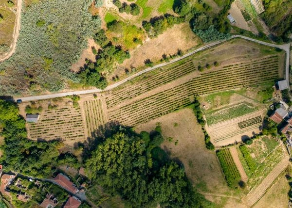 Galicia, Lugo, Monforte, vineyard, arial view