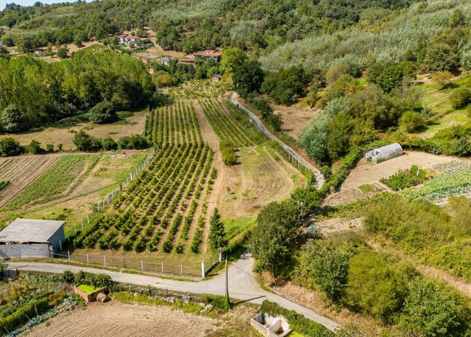  Galicia, Lugo, Monforte, vineyard arial view 2 