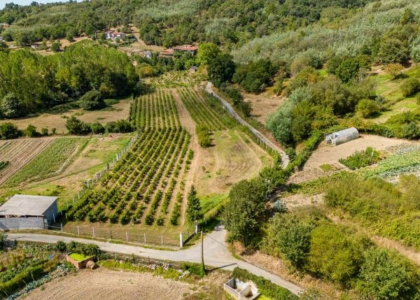  Galicia, Lugo, Monforte, vineyard arial view 2 