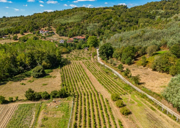 GCH-1587-Vinedo-Monforte-65-64ad840a87c7a