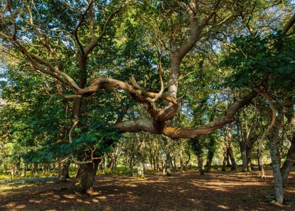 Galicia, Lugo, Outeiro de Rei, oak forest