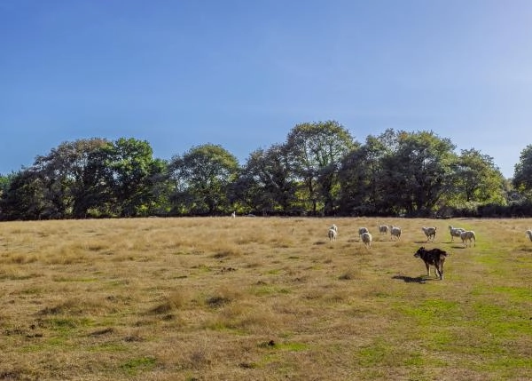 Galicia, Lugo, Outeiro de Rei, sheep grazing