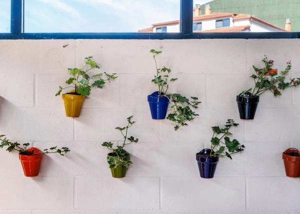 Galicia, La Coruña, Melide, Restaurante, macetas 6