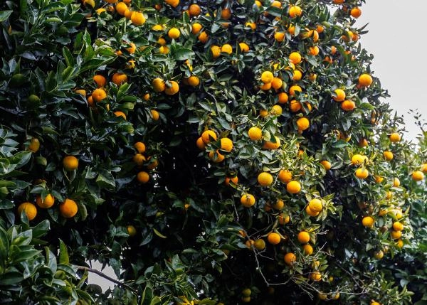 Galicia, La Coruña, Irixoa, country house, oranges