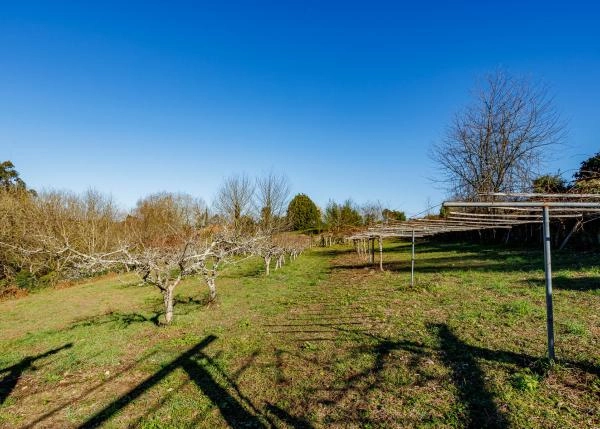 Galicia, Pontevedra, Vila de Cruces, Country house, vines 1