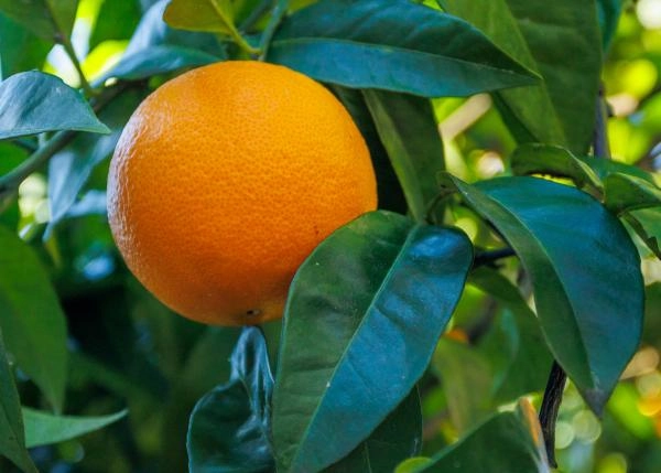 Galicia, Pontevedra, Vila de Cruces, Country house, oranges