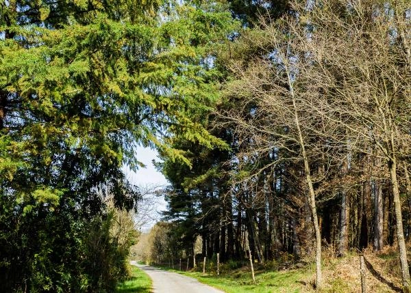  Galicia, Lugo, A campiña, country house, entrance road 1