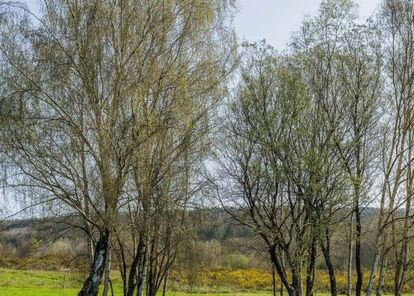 Galicia,Lugo, A campiña, country house, views