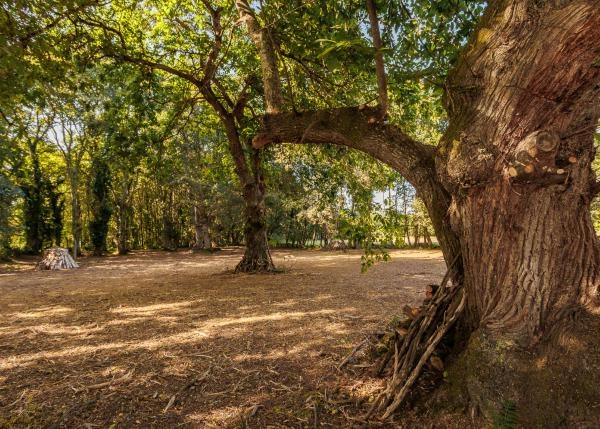 1758-Galicia, Lugo, Damil, country house, Old oak tree