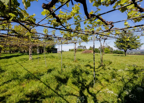 1997-Galicia, La Coruña, santiso, country house, vineyard