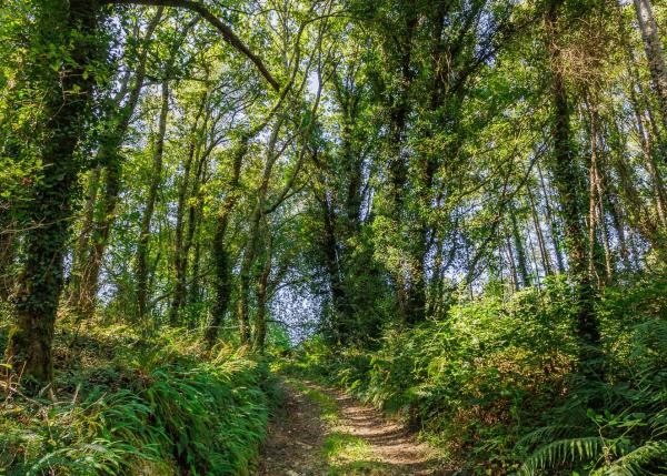 Galicia, Lugo, Xermade, camino