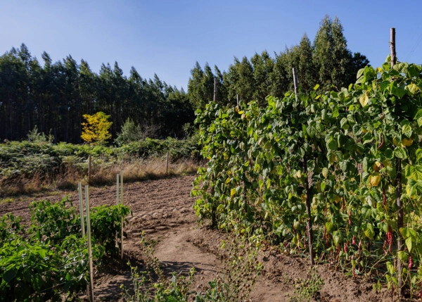 2128 - Galicia, Lugo, Outeiro de Rei, orchard plot