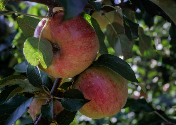 2128 - Galicia, Lugo, Outeiro de Rei, fruit trees