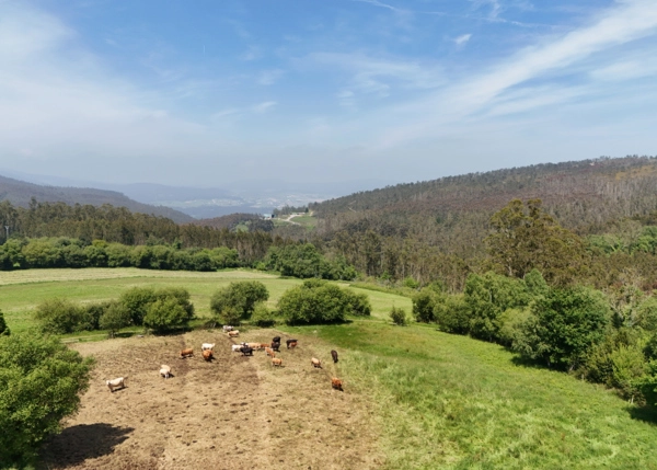 dji-fly-20250517-131358-0555-1747482599433-photo-6830661951bf9