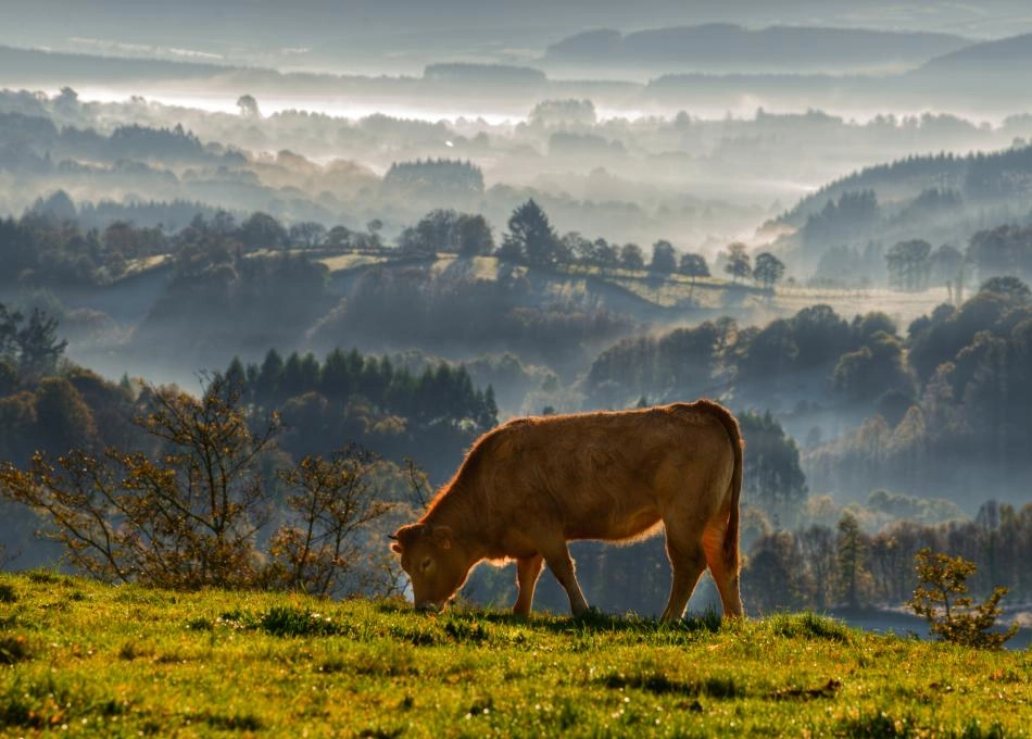 lugo-vaca-vistas-rural-galicia