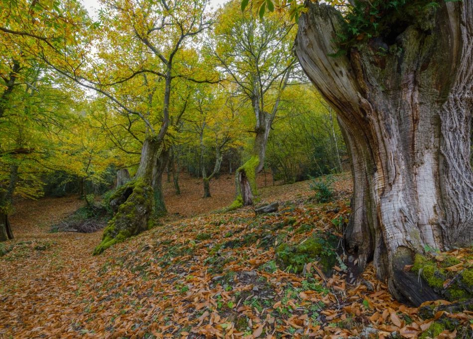 lugo-bosque-arbol-castaño-hierba-galicia