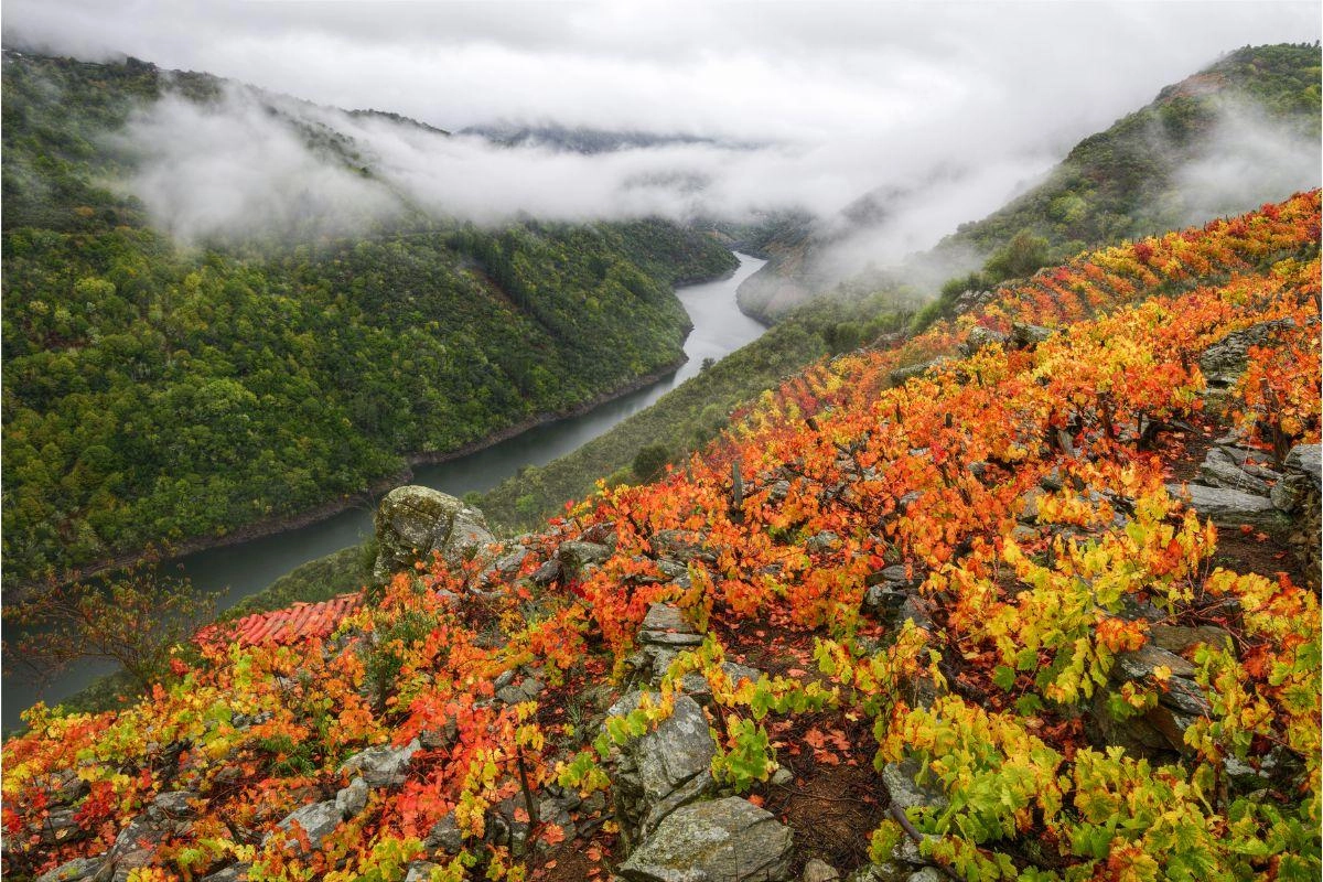 GCH-galicia-vino-viñedo-rustico-vistas-increibles