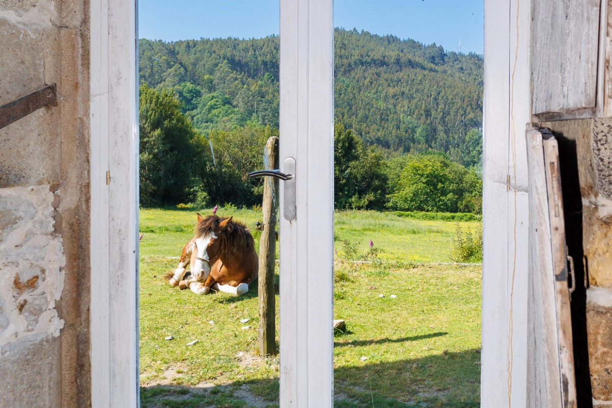 Caballo, gran finca, legalización animales, terreno, explotación agrícola, ganadería