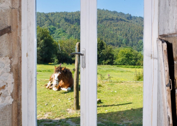 Caballo, gran finca, legalización animales, terreno, explotación agrícola, ganadería